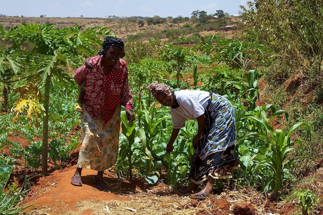 Women smallholder farmers tending crops in Kenya.