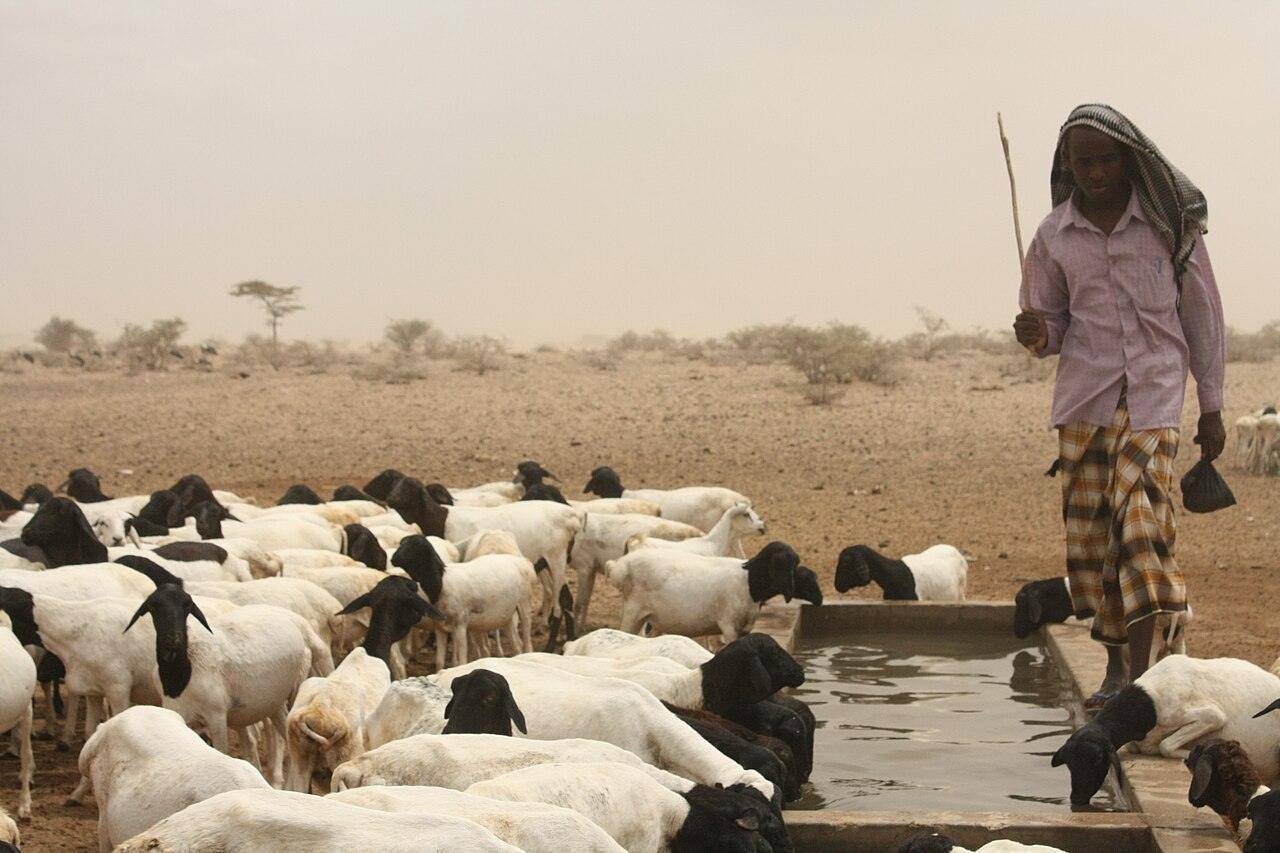 Goats drinking at an Oxfam-funded borehole in East Africa.